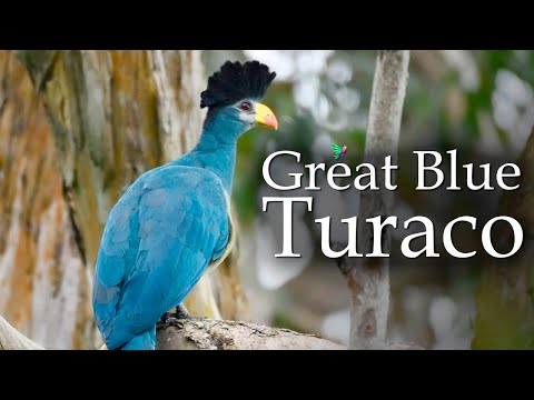 Yala River Great Blue Turaco Singing - Beautiful African Bird