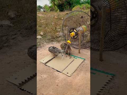 DIY Creative - Create unique underground quail trap #shorts