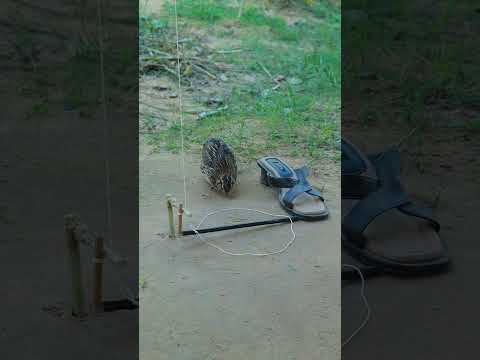 Really Easy Quail Trap Processing #shortvideo #shorts #ytshorts