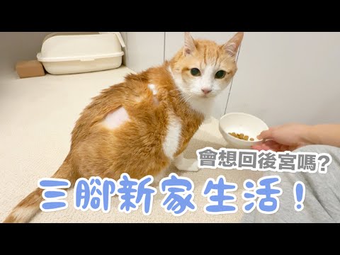 【黃阿瑪的後宮生活】三腳新家生活！會想回後宮嗎？