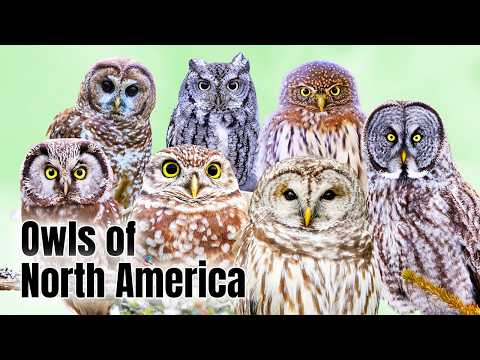 16 Fascinating Owls of North America. Discover Their Unique Traits!