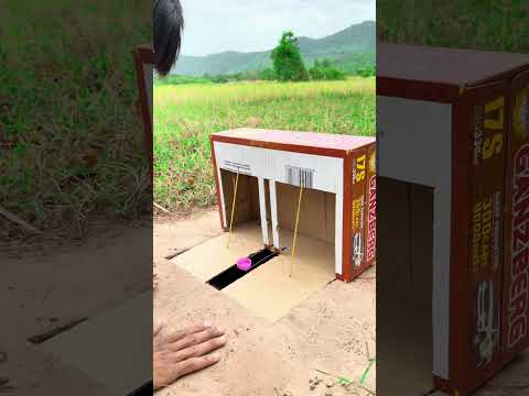 Really Good Idea Quail Trap Using Cardboard Box