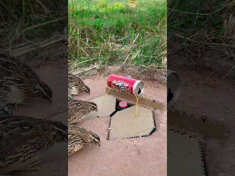 Wow! Really Good Quail Trap Using Paper Box And Cans #shorts