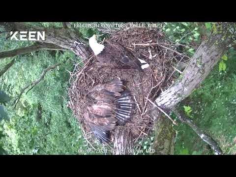 6/5/2024 Parent with eaglet.