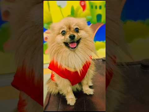 మా ఇంటి అల్లారోడు #doglover #funnyedit #pomeraniandog  #petlover #trending #shorts @Ranivlogs1983