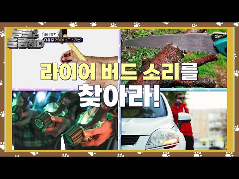 [애니퀴즈] 라이어 버드 소리를 찾아라 [동물은 훌륭하다] | KBS 250310 방송