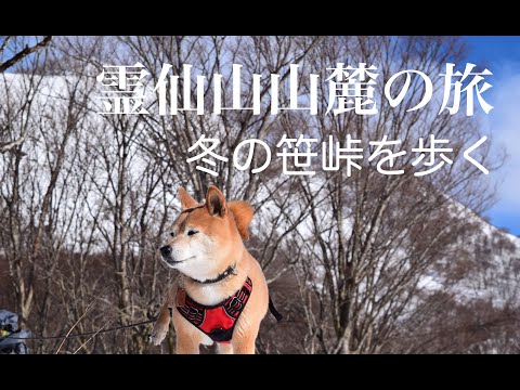 【霊仙山山麓】冬の笹峠⛰霊仙ブルーと白の世界‼️雪原を駆け巡る和犬！🐕登山犬あおいの山歩き_びっくり熊の痕跡❗️鈴鹿山系犬連れ登山🦜関西百名山hiking with my dog憧れの犬と登山