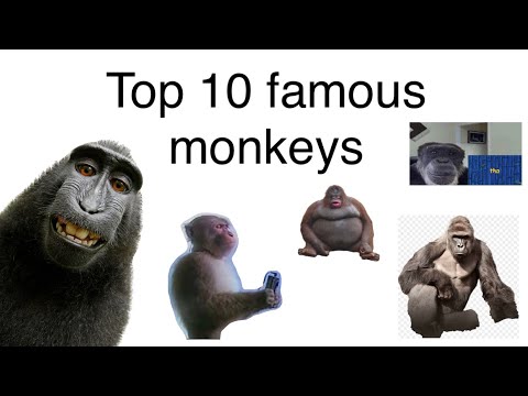 Top 10 famous monkeys