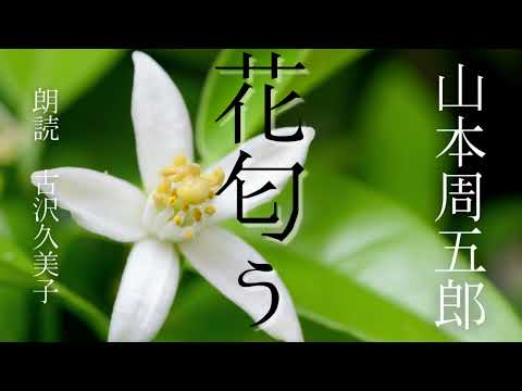 【朗読】山本周五郎「花匂う」