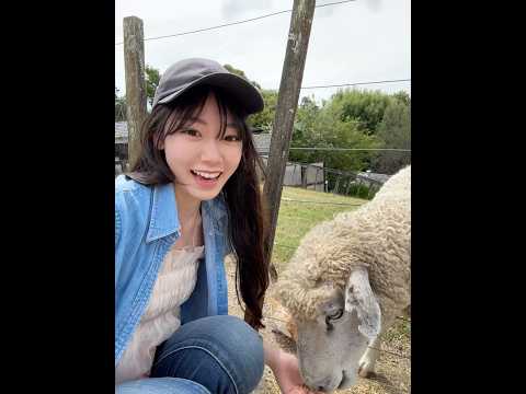 舐められちゃった💦！！！Sheep ate my hand!!😖 #jk #高校生 #ゲーマー#ゲーム配信者#shorts #ニュージーランド