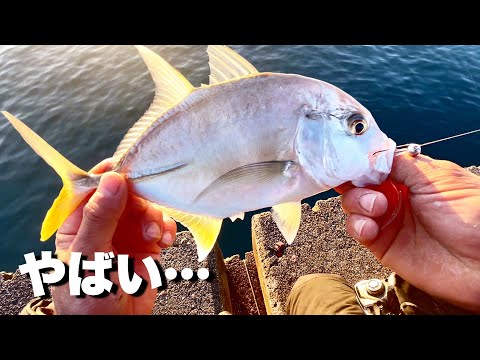 この魚食べた事ありますか？