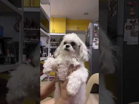 PET GROOMING ACCESSORIES | How to groom Shihtzu at home? #pets #petaccessories #petgrooming #shihtzu