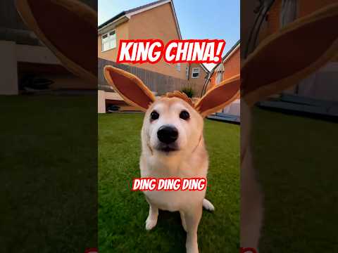 KING CHINA / GWENCHANA 🗣️ DING DING DING DOG #cute