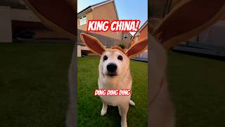 KING CHINA / GWENCHANA 🗣️ DING DING DING DOG #cute