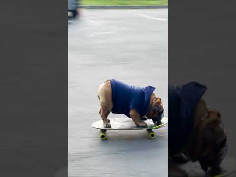 Chowder The Bulldog Shows Everyone How To Skate | The Dodo