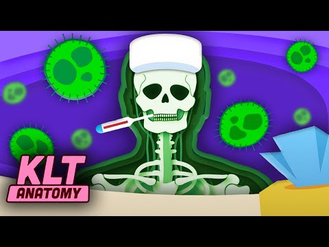 What Happens In YOUR Body When You Have A Cold? | KLT Anatomy