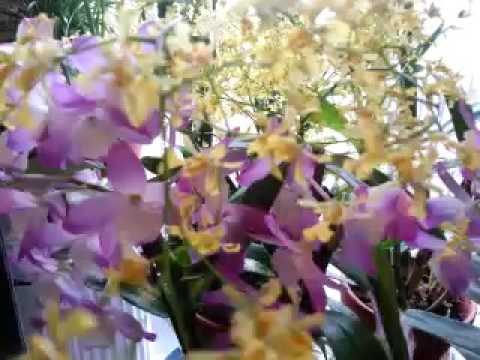 My Beautiful  Dendrobium Garden