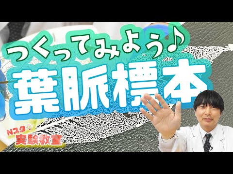 【Ｎスタ実験教室】つくってみよう♪葉脈標本🍃