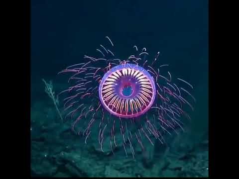 beautiful jellyfish found off the coast of California #shorts