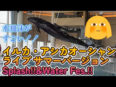 イルカ・アシカオーシャンライブ サマーバージョンSplash!!&Water Fes.!!　イルカ編　　アクアワールド茨城県大洗水族館