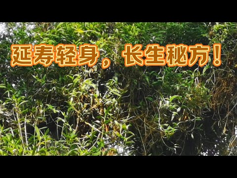 神奇铁皮石斛：延寿轻身，古籍认证的长生秘方！今天6.00pm 马来西亚时间直播见17/8/2024.