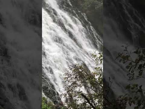 Oshinkoshn waterfall 2;オシンコシンの滝2 #nature #waterfall