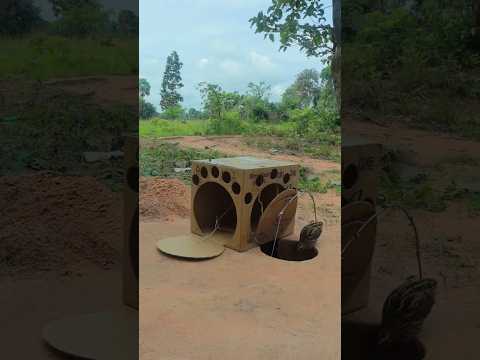 Perfect DIY Bird Trap - Ingenious Carboard Box Design for Building Quail Trap #shorts #animaltrap