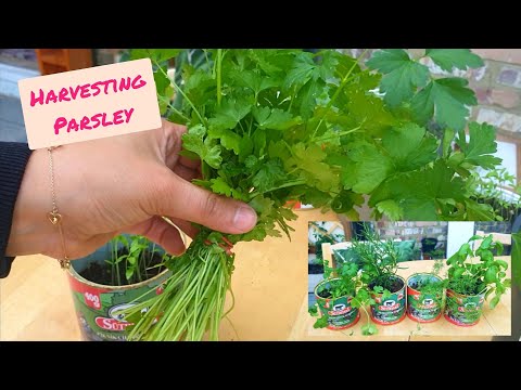 Harvesting Parsley - Recycled Container Herb Garden - UK