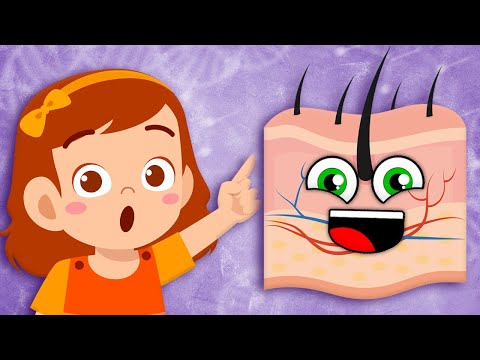 Everything You NEED To Know About Your Skin! | Human Body Songs For Kids | KLT Anatomy