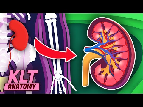 Your Kidneys Are Shaped Like Beans! | The Human Kidneys Song | KLT Anatomy