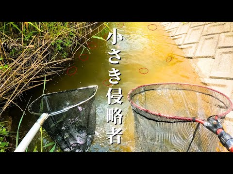 鳥取で生態系保全してるYouTuberがいると聞いて外来種駆除のお手伝いに行ってみた！！