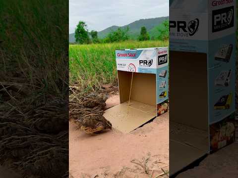 Simple Quail Trap - But Really Good Quail Trap #shortsvideo