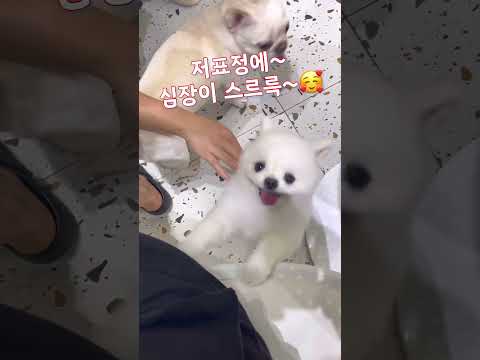 #可愛くてごめん #귀여워서미안해 #xinlỗi #cutedog #강아지