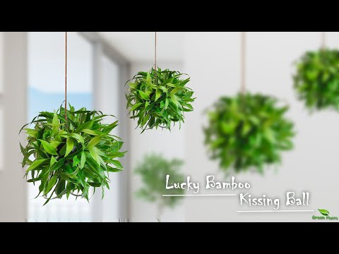 Lucky Bamboo Kissing Ball Making Idea | Hanging Ball Using Lucky Bamboo Plant//GREEN PLANTS