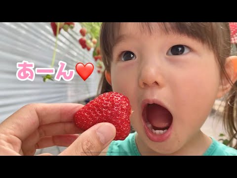 初めてのいちご狩り🍓（2歳3ヶ月）