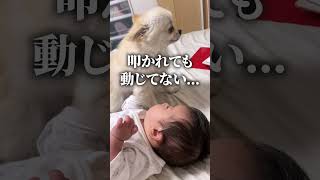 赤ちゃんの手の上に座る犬 #犬との暮らし #shorts #赤ちゃんとの暮らし