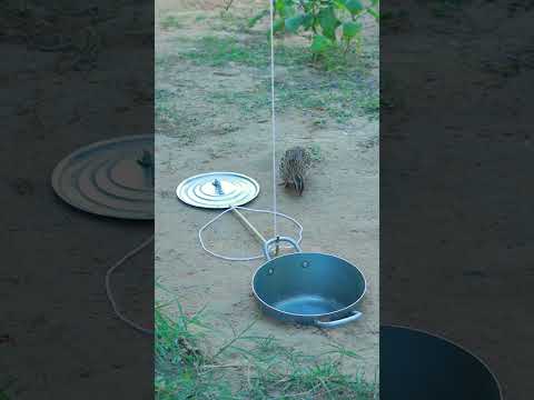 Amazing DIY Technique Quail Trap Effective #animaltrap #birdtrap #amazingtrap #techniqueuniquetrap