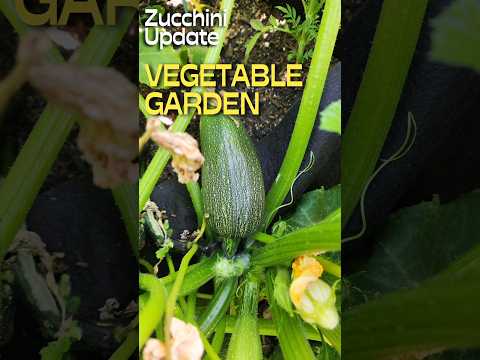 How Are Your Zucchini Growing? #shorts #zucchini #garden