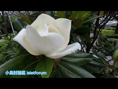 超大白色花，荷花玉蘭 Southern magnolia mhp3826 jun2024