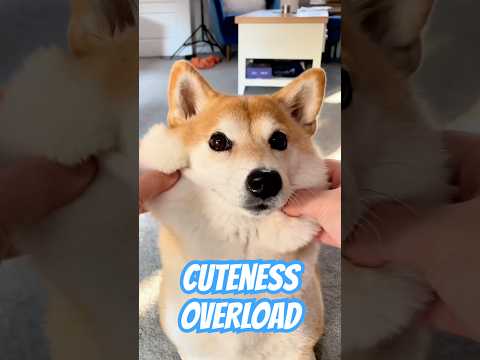 Satisfying Shiba (Unlimited SQUISH) #cutenessoverload