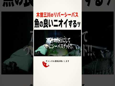 海の魚のいいニオイする #釣り #fishing #シーバス #木曽三川 #リバーシーバス #夜釣り #ルアー釣り