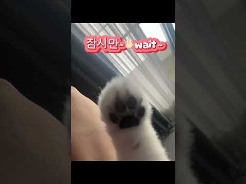 #wait #칼퇴 #출근길 #기다리는 #pets #포메라니안