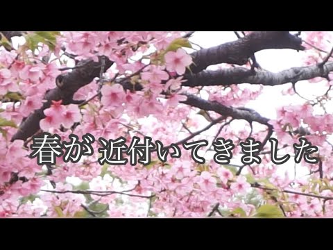 【春が近付いて来ました】河津桜/ビーフシチュー/ぼたん海老【ビーフシチュー】＃春＃虎次郎＃ハラミ焼肉