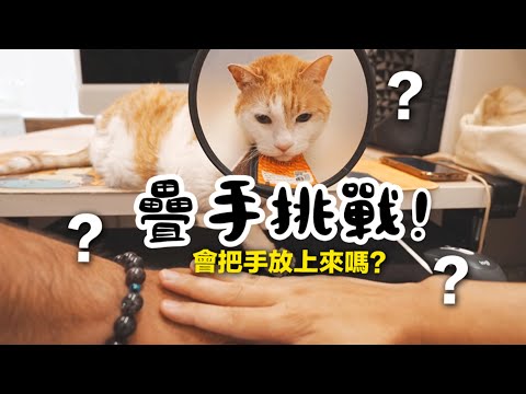 【黃阿瑪的後宮生活】疊手挑戰！貓咪會把手放上來嗎？