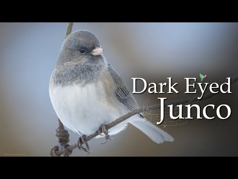 7 Types of Dark Eyed Junco Sounds - Bird Sounds