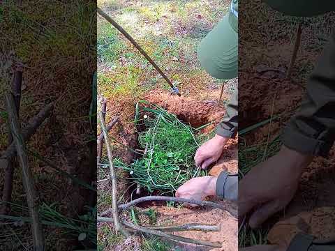 A TRAP FOR SURVIVAL #survival #trap #bushcraft #nature