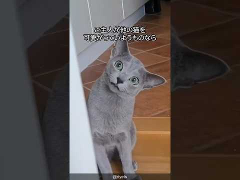 【飼主独占】ロシアンブルーの可愛さがわかる解説