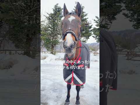 前ガキの意味？請求だよ🐴 #サチモ #さっちゃん #おやつをだせ #horse #25歳