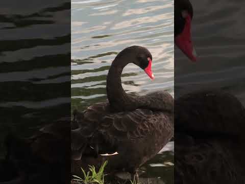 The black swan Dozes Off#birds #swan