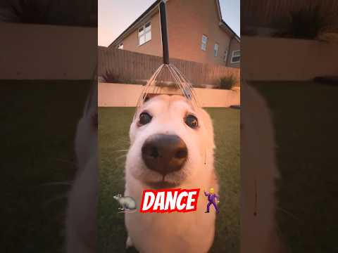 Rat dance doge #cutenessoverload